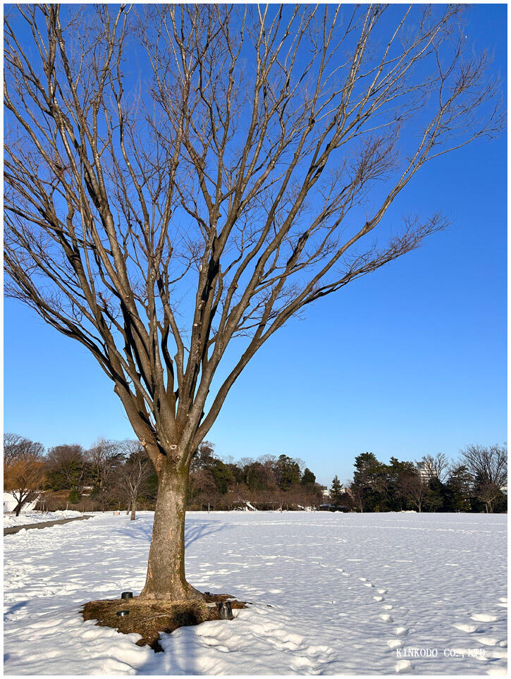 tree_winter.jpg